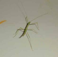 phasbb3.JPG (35809 octets)